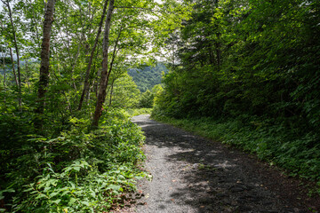 Fototapeta premium 爽やかな夏の森を歩く
