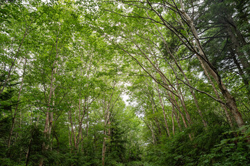 Fototapeta premium 爽やかな夏の森を歩く