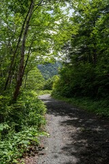 Fototapeta premium 爽やかな夏の森を歩く