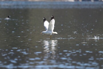 A Ring-Billed Gull in flight over a lake.
