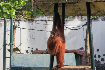 The Bornean orangutan (Pongo pygmaeus) is an orangutan species endemic to the island of Borneo. © edywaluyo