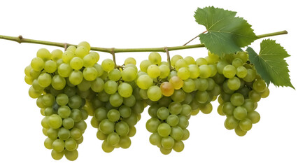 Fresh green grapes on the vine isolated PNG, healthy fruit with leaves on transparent background for food and nutrition concepts © Cristian