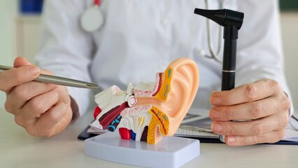 Doctor with model of human ear anatomy and otoscope. Ear disease, atresia, otitis media, perforated eardrum © Nadzeya