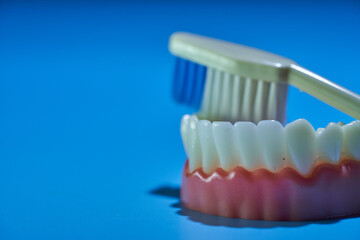 Obraz premium model teeth and tooth brush against blue background