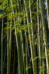 Fototapeta premium Herbst in Kyoto
