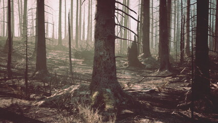 Blackened trees stand tall among the remnants of a burned forest, where sunlight filters through smoke and ash. Nature battles to reclaim the land in a silent struggle for survival.