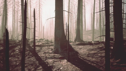 Scorched trees stand tall in a desolate landscape as early morning light filters through the fog. Shadows dance across the charred earth, revealing the aftermath of natures fierce struggle.