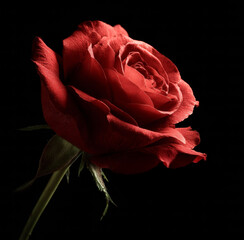 Red Rose on Black Background, Close-Up