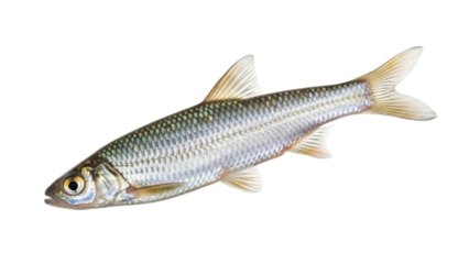 Common bleak fish isolated PNG on transparent background, freshwater cyprinid with silvery scales for nature and wildlife designs