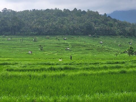 Culture du riz, r&eacute;gion du volcan Agung, Bali, Indon&eacute;sie