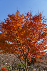 Fototapeta premium Herbstzeit in er Nähe von Kyoto