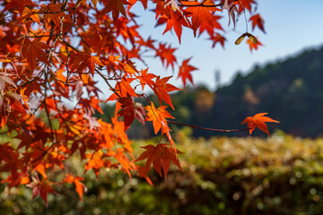 Herbstzeit in er Nähe von Kyoto