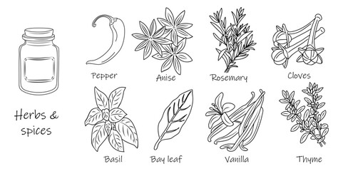Set of herbs and spices with labeled jar and individual botanical drawings in a clean minimalist style. Black sketch hand drawn line art illustration isolated on transparent background.