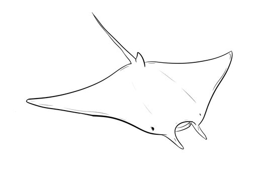 manta ray digital drawing illustration isolated