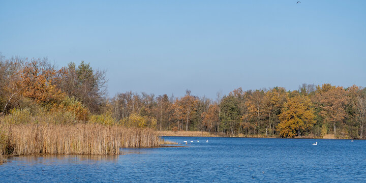 Schw&auml;ne auf einem Fischteich in der Oberlausitzer Heide- und Teichlandschaft
