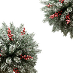 Frosted Christmas Spruce Branches with Red Berries Corner Background Elements Isolated on White for Winter Holiday Design