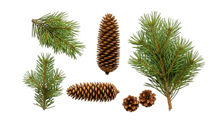 Evergreen Pine Branches and Brown Pinecones Set Isolated on White Background Realistic Winter Forest Botanical Elements