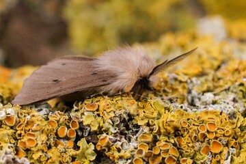 Closeup on a European muslin moth, Diaphora mendica on wood in the garden © Henk