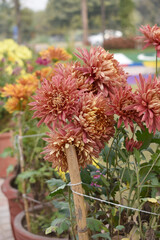 Beautiful Red chrysanthemum flowers closeup in the winter garden, Closeup of Chrysanthemum flower, Field of the Red Chrysanthemum, Beautiful Red flower blooming in nature.