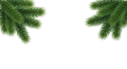 Lush green spruce tree branches framing the top corners of a blank white background for Christmas or winter holiday design