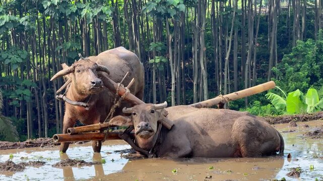 close-up video of two tied buffaloes resting after plowing a rice field. Best nature animal wildlife clips.