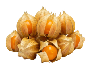 Harvesting physalis fruits nature food close up isolated on transparent background
