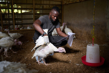 An African male poultry farmer examines a white turkey inside a chicken coop while holding a notepad, wearing gloves and boots, surrounded by birds, feeders, and litter in an indoor farm. © The Yudel Media