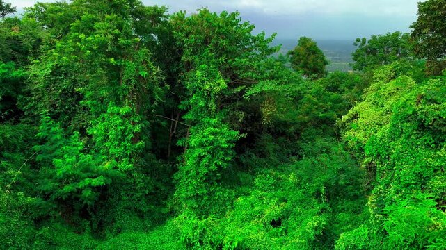 Landscape Windblown Green Leaves, Overgrown Creeping Plant and Trees with Butterflies and Insect Fly Record Video from Temple. Ban Dong Noi, Sakon Nakhon, Thailand. 07 NOV 2024, P.M./ Slow Down Video