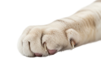 Gentle cat paw stretching calm vibe isolated on transparent background