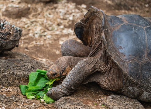 portrait of a Galapagos giant tortoise