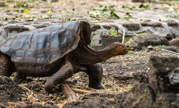 portrait of a Galapagos giant tortoise