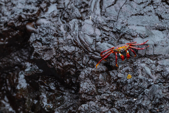 Sally lightfoot crab on the Galapagos islands