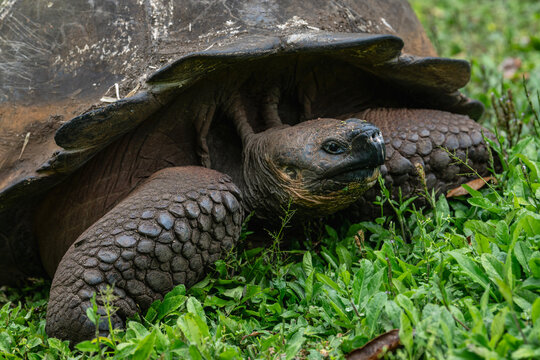 portrait of a Galapagos giant tortoise