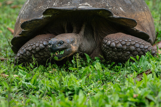 portrait of a Galapagos giant tortoise