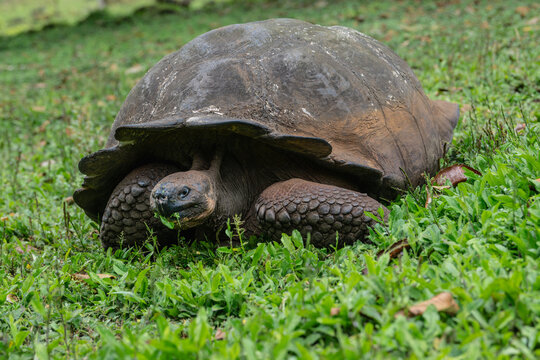 portrait of a Galapagos giant tortoise