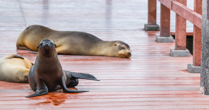 Glapagos sealions at Santa Cruz Island - Galapagos Islands