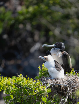 nesting frigate bird and hatchling on the Glapagos islands