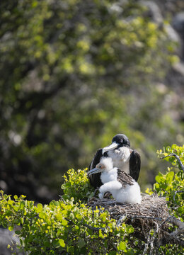nesting frigate bird and hatchling on the Glapagos islands