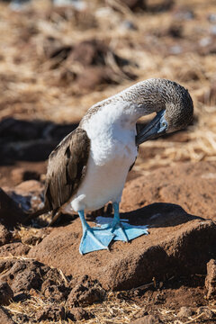 a blue footed booby on the Glapagos islands
