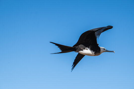 a frigate bird on the Glapagos islands