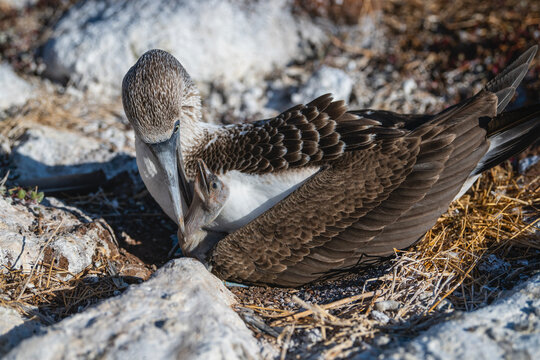 nesting blue footed booby and hatchling on the Glapagos islands