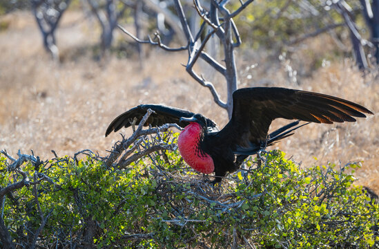 a frigate bird with inflated throat pouch on the Glapagos islands