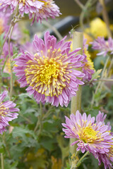 Obraz premium Beautiful Pink chrysanthemum flowers closeup in the winter garden, Closeup of Chrysanthemum flower, Field of the Pink Chrysanthemum, Beautiful Pink flower blooming in nature.