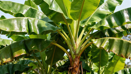 Banana Leaf Natural Landscape Photography