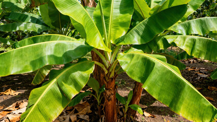 Banana Leaf Natural Landscape Photography
