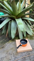 Small Orange Saucepan on Cardboard Box by a Large Tropical Plant