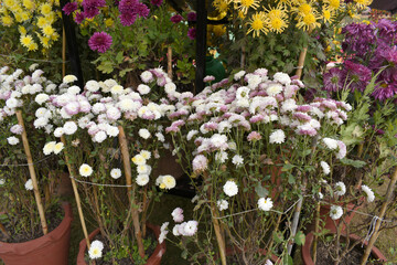 Beautiful white chrysanthemum flowers closeup in the winter garden, Closeup of Chrysanthemum flower, Field of the white Chrysanthemum, Beautiful white flower blooming in nature.