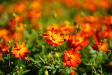 Orange flowers blooming in a garden field with soft blurred background, vibrant colors, natural light, and cheerful floral atmosphere., Cosmos sulphureus 'Cosmic Red'