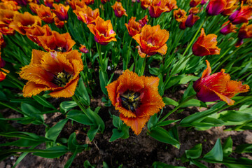 Orange fringed tulips in a garden bed