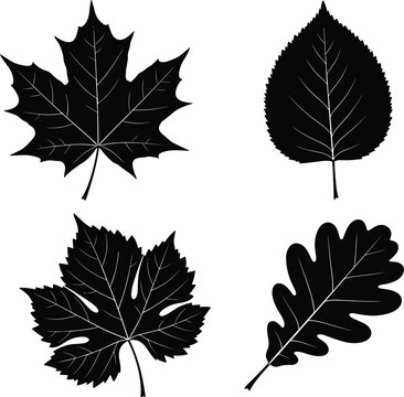 Black silhouette leaf collection set, maple oak and birch leaves shapes, botanical nature illustration isolated on white background